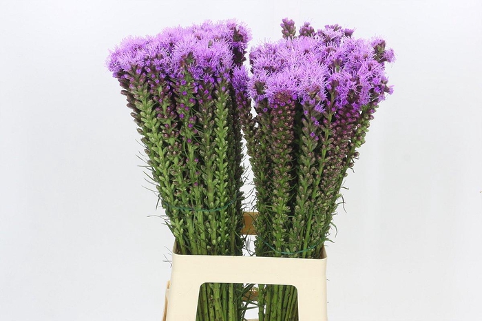 <h4>Liatris Spicata</h4>