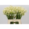 Agapanthus Gletsjer