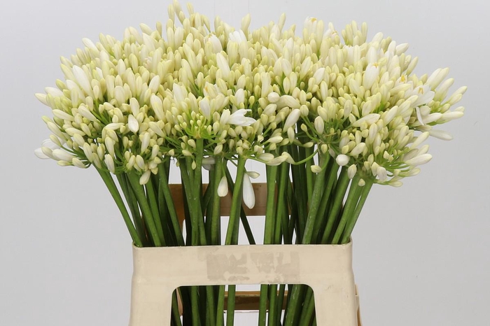 <h4>Agapanthus Gletsjer</h4>