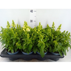 Antirrhinum majus   ...