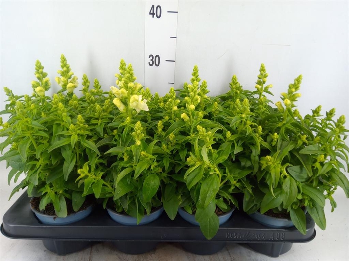 <h4>Antirrhinum majus   ...</h4>