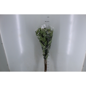 HYPERICUM MAGICAL GREEN REVIVAL 060 CM VERDE