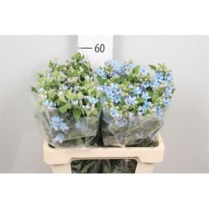 Oxy Co Tan Pure Blu