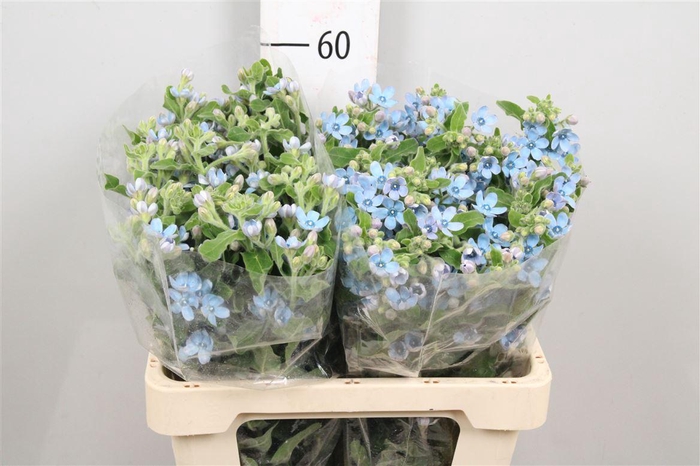 <h4>Oxy Co Tan Pure Blu</h4>