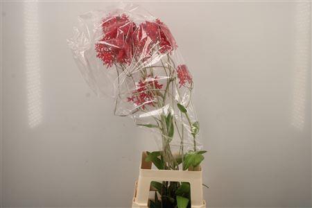 <h4>Epidendrum</h4>