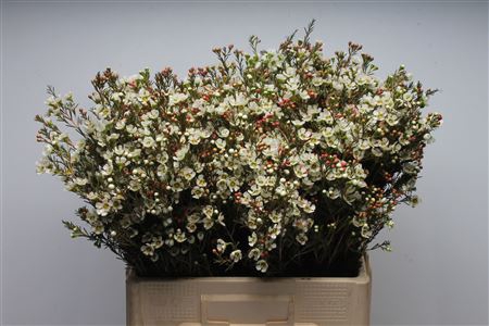 <h4>Chamelauc Sirius</h4>