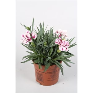 Dianthus Sissy p9