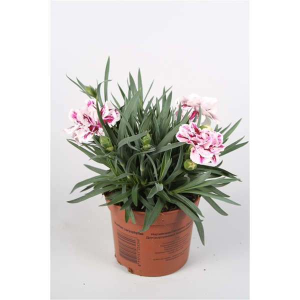 <h4>Dianthus Sissy p9</h4>