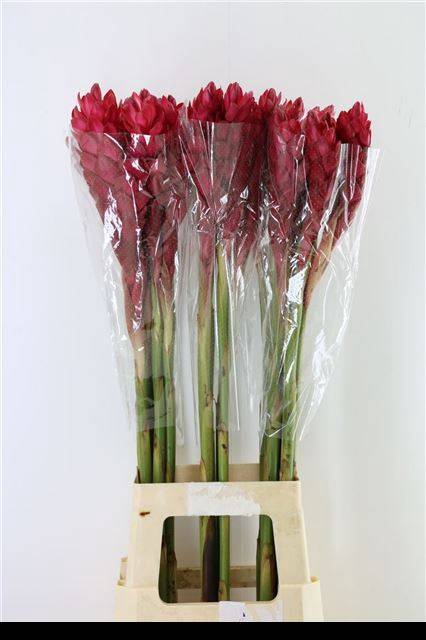 <h4>Alpinia purpurata</h4>