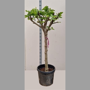 FICUS CARICA