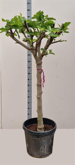FICUS CARICA