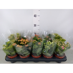 Kalanchoe blos.   ..rosebud mix  5