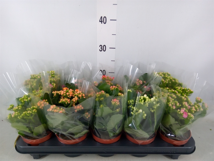 <h4>Kalanchoe blos.   ..rosebud mix  5</h4>
