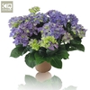 Hydrangea Macrophylla blauw Hi Ocean Blue 9-10 kop, beperkt leverbaar