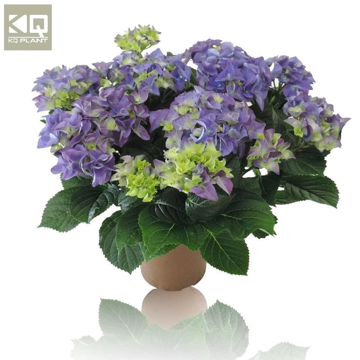 Hydrangea Macrophylla blauw Hi Ocean Blue 9-10 kop, beperkt leverbaar