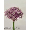 Allium Pink Jewel