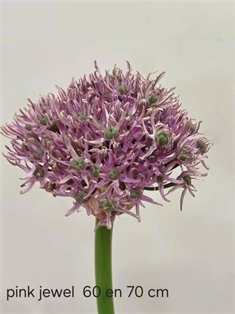 Allium Pink Jewel