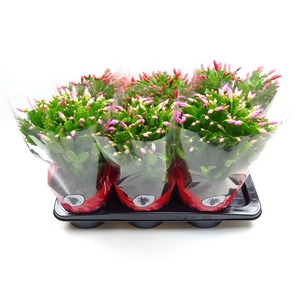 Schlumbergera gemengd 3 kleuren