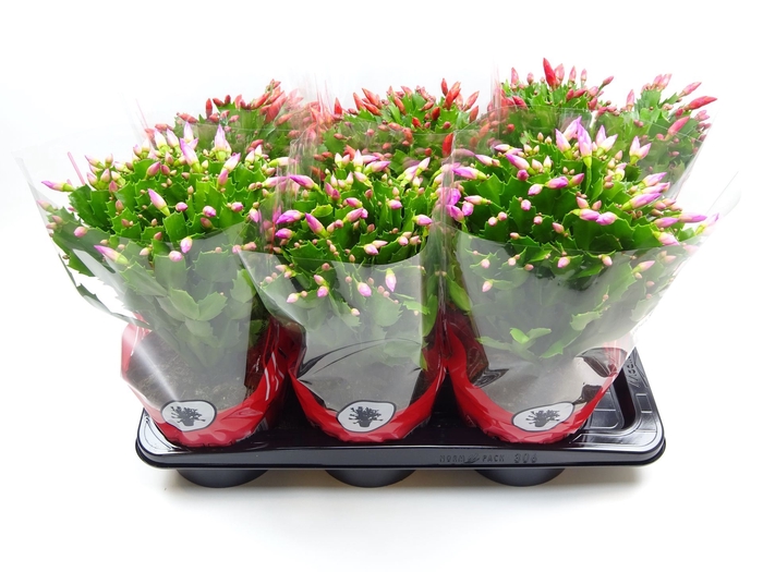 <h4>Schlumbergera gemengd 3 kleuren</h4>