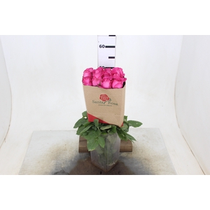 ROSA CHERRY AVALANCHE 050 CM PINK