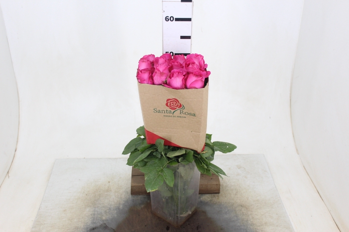 ROSA CHERRY AVALANCHE 050 CM PINK