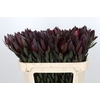 Leucadendron Saf Sunset Dark Red