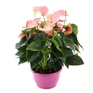 Anthurium Sweet Dream in Marly plastic bowl