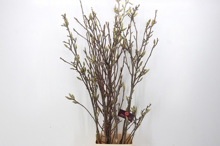 <h4>MAGNOLIA GRANDIFLORA</h4>