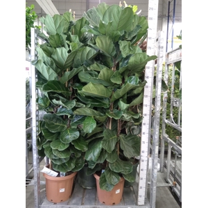 Ficus lyrata