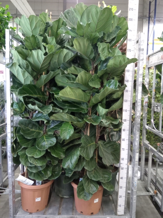 <h4>Ficus lyrata</h4>