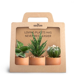 3-Pack Raw Terracotta