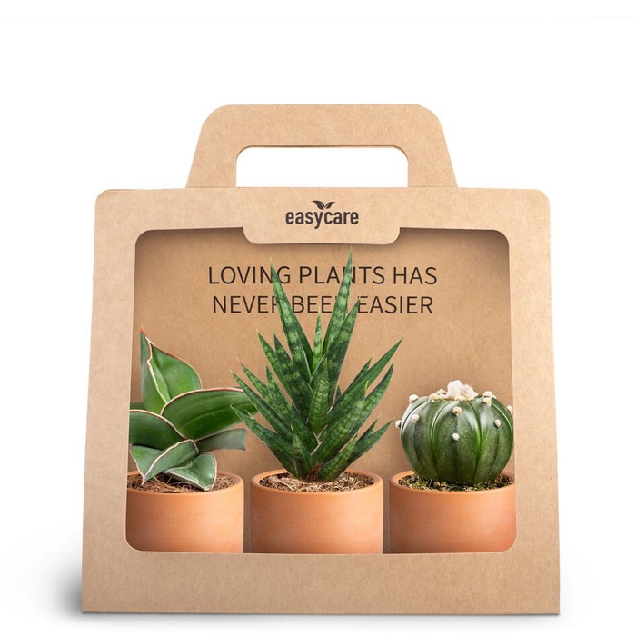 <h4>3-Pack Raw Terracotta</h4>