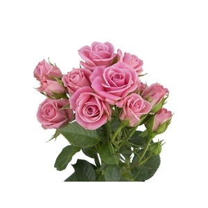 ROSA SPRAY ODILIA 030 CM