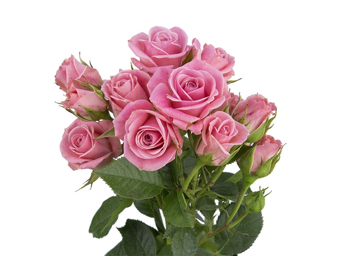 <h4>ROSA SPRAY ODILIA 030 CM</h4>