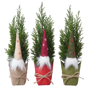 PTK25127 Ellwoodii in jute mix met decoratie