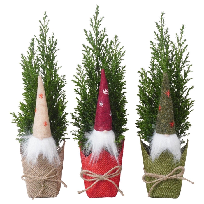 <h4>PTK25127 Ellwoodii in jute mix met decoratie</h4>