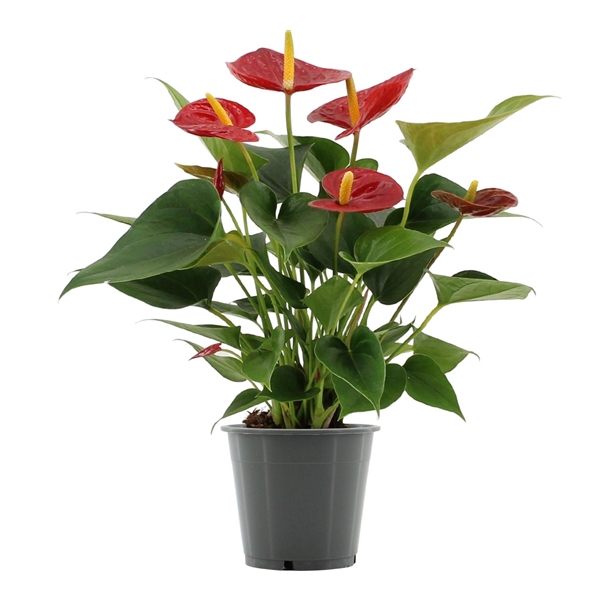 <h4>Anthurium Diamond Red in transparant sleeve</h4>