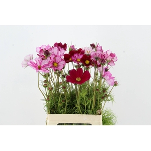 COSMOS BIPINNATUS PICOTEE