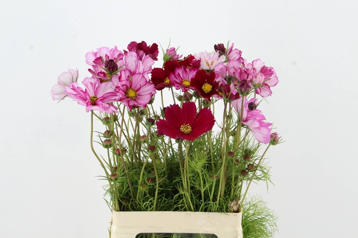 <h4>COSMOS BIPINNATUS PICOTEE</h4>