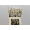 Amaranthus Yearming Desert