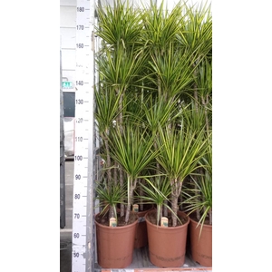 Dracaena marg. 'Sunray'