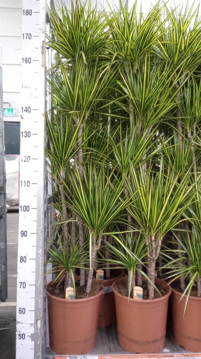 <h4>Dracaena marg. 'Sunray'</h4>