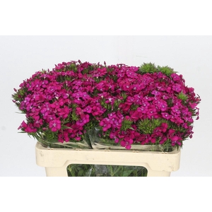 Dianthus Br Amazon Neon Cherry