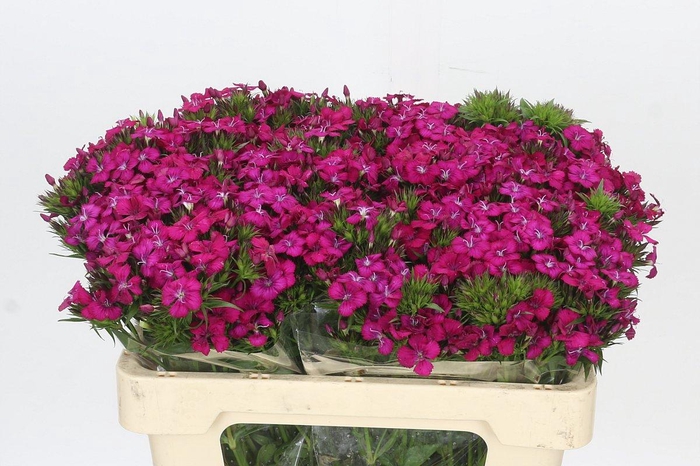 <h4>Dianthus Br Amazon Neon Cherry</h4>