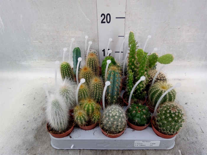 <h4>Cactus   ...mix</h4>