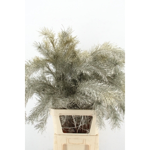 Pinus Alaska Platina per stem 130cm