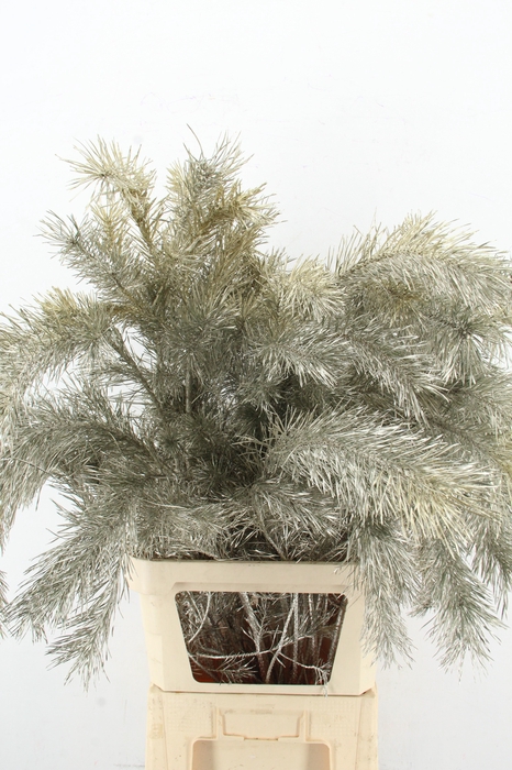 <h4>Pinus Alaska Platina per stem 130cm</h4>