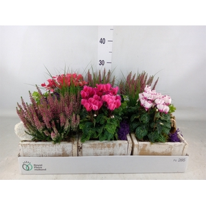 Arr.   Tuinplanten L%