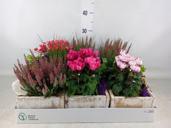 <h4>Arr.   Tuinplanten L%</h4>
