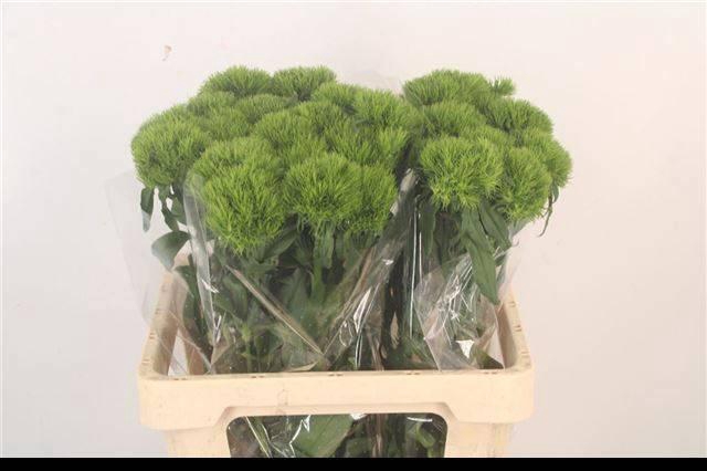 <h4>DI BARB KIWI MELLOW</h4>